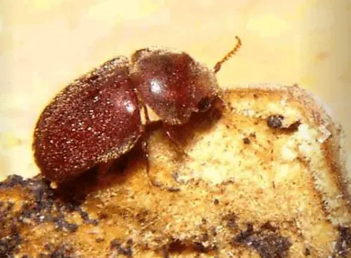 uma fotografia macro de um pequeno besouro, provavelmente o besouro-do-fumo (Lasioderma serricorne), uma praga