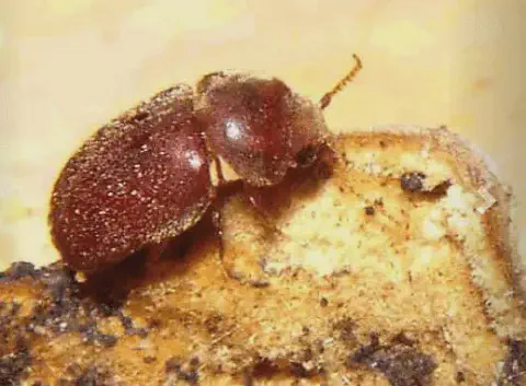 uma fotografia macro de um pequeno besouro, provavelmente o besouro-do-fumo (Lasioderma serricorne), uma praga