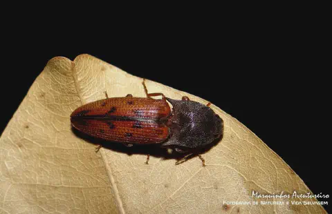 fotografia macro de alta qualidade que captura um besouro, provavelmente da família Elateridae (conhecidos com
