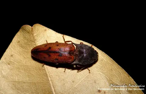 fotografia macro de alta qualidade que captura um besouro, provavelmente da família Elateridae (conhecidos com