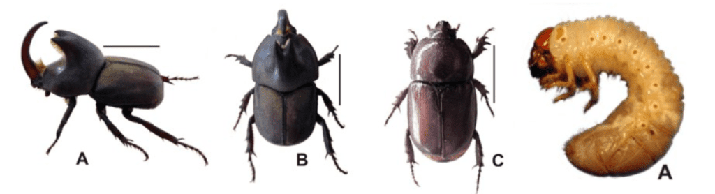 Besouro-Rinoceronte: Como Identificar a Praga na Lavoura composição fotográfica que ilustra as diferentes fases e aparências de um besouro-rinoceronte, uma praga agríc