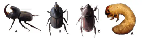 composição fotográfica que ilustra as diferentes fases e aparências de um besouro-rinoceronte, uma praga agríc