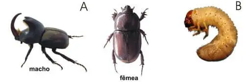 três estágios e formas do besouro-rinoceronte (Oryctes rhinoceros), uma praga agrícola significativa. Sob a le