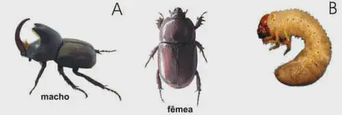 três estágios e formas do besouro-rinoceronte (Oryctes rhinoceros), uma praga agrícola significativa. Sob a le