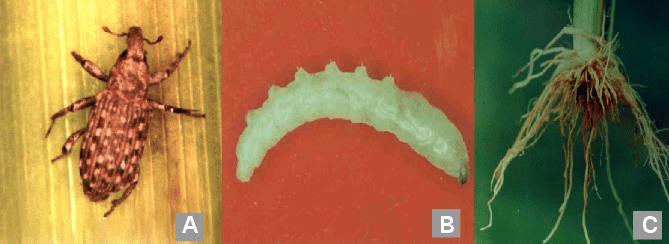Bicheira-da-raiz-do-arroz: Identificação, Ciclo e Danos composição de três painéis (A, B e C) que ilustram o ciclo de vida e os danos causados pela bicheira-da-raiz-d