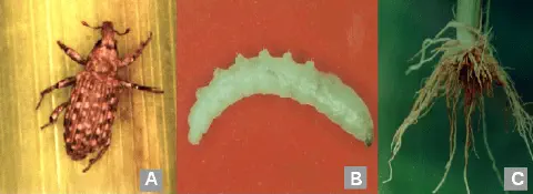 composição de três painéis (A, B e C) que ilustram o ciclo de vida e os danos causados pela bicheira-da-raiz-d