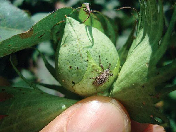 close-up detalhado de um bicudo-do-algodoeiro (Anthonomus grandis), uma das pragas mais devastadoras para a