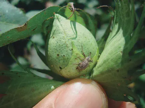 close-up detalhado de um bicudo-do-algodoeiro (Anthonomus grandis), uma das pragas mais devastadoras para a