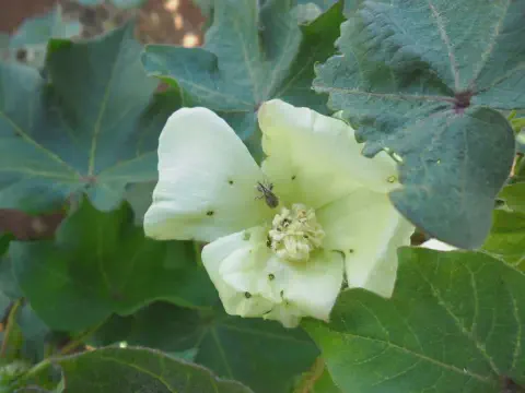 close-up de uma flor de algodoeiro, de cor branco-amarelada, em meio a folhas verdes e largas característic
