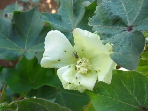 close-up de uma flor de algodoeiro, de cor branco-amarelada, em meio a folhas verdes e largas característic