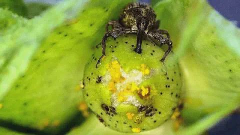 Esta imagem macro exibe em primeiro plano um bicudo-do-algodoeiro (Anthonomus grandis), uma das pragas mais devastadoras para