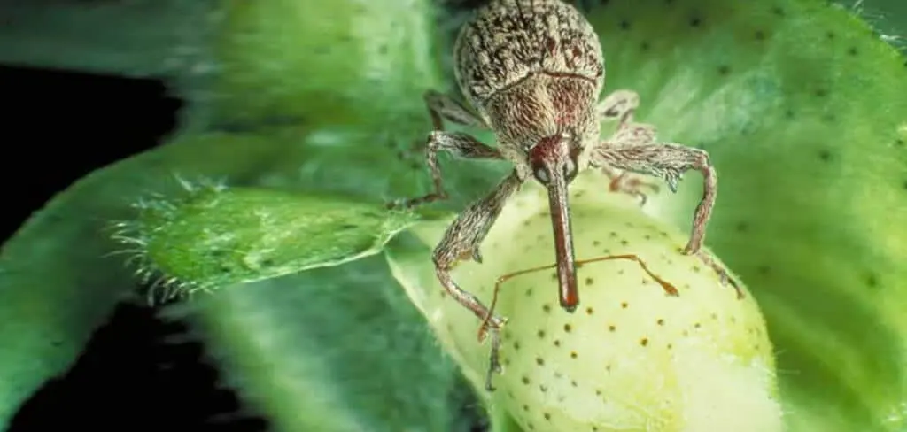 uma fotografia macro de um bicudo-do-algodoeiro (Anthonomus grandis), uma das pragas mais devastadoras para a