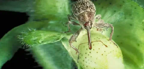 uma fotografia macro de um bicudo-do-algodoeiro (Anthonomus grandis), uma das pragas mais devastadoras para a