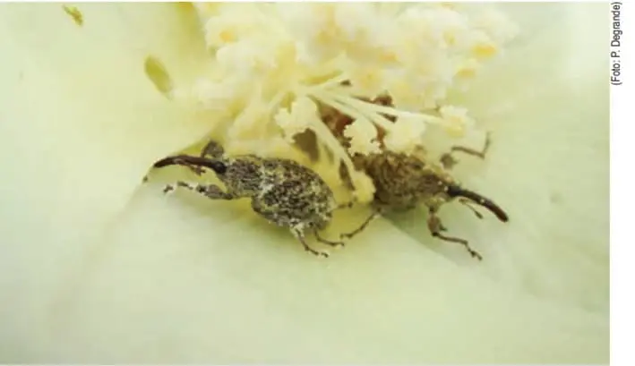 fotografia macro que exibe dois bicudos-do-algodoeiro (Anthonomus grandis) sobre a parte interna de uma flor d