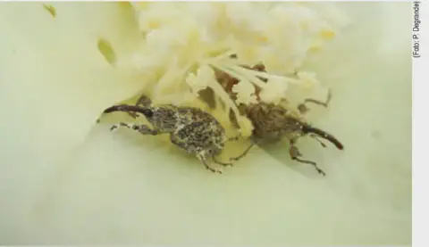 fotografia macro que exibe dois bicudos-do-algodoeiro (Anthonomus grandis) sobre a parte interna de uma flor d