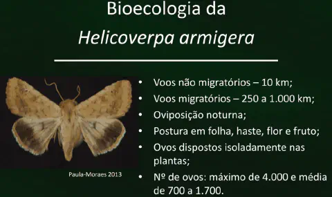 slide informativo que detalha a bioecologia da *Helicoverpa armigera*, uma mariposa que é uma praga agrícola de