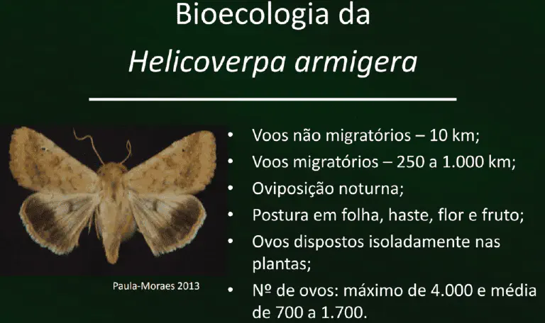 slide informativo que detalha a bioecologia da *Helicoverpa armigera*, uma mariposa que é uma praga agrícola de