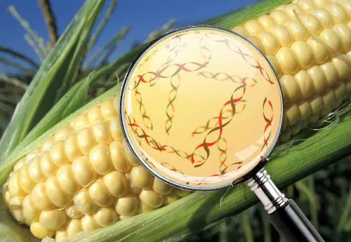 uma espiga de milho saudável e amarela, ainda na planta, com um céu azul ao fundo. Sobre a espiga, uma lupa é