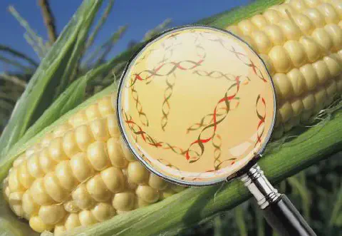 uma espiga de milho saudável e amarela, ainda na planta, com um céu azul ao fundo. Sobre a espiga, uma lupa é