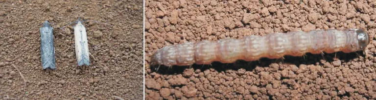 Broca-da-cana: Como identificar a lagarta e a mariposa composição de duas fotografias que ilustram diferentes estágios de vida de uma praga agrícola, provavelmente a