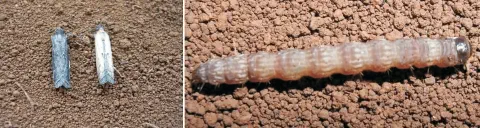 composição de duas fotografias que ilustram diferentes estágios de vida de uma praga agrícola, provavelmente a