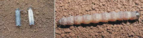 composição de duas fotografias que ilustram diferentes estágios de vida de uma praga agrícola, provavelmente a