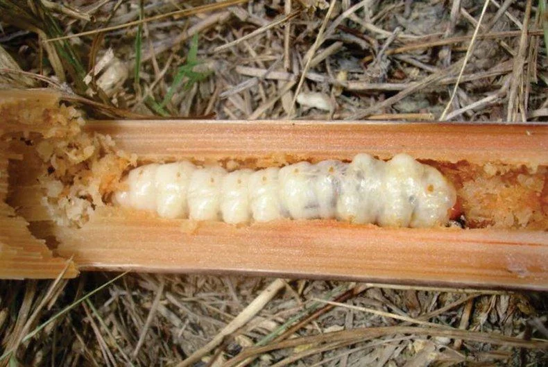 close-up detalhado do interior de um colmo de planta, provavelmente cana-de-açúcar, que foi cortado longitu