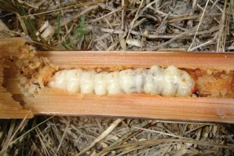 close-up detalhado do interior de um colmo de planta, provavelmente cana-de-açúcar, que foi cortado longitu