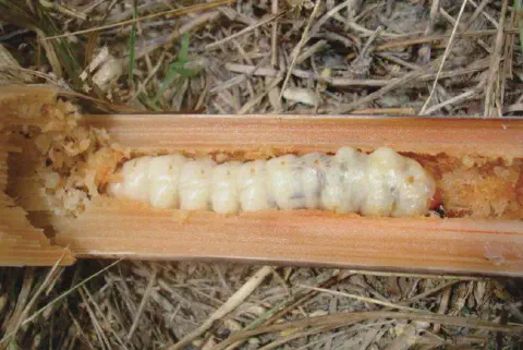 close-up detalhado do interior de um colmo de planta, provavelmente cana-de-açúcar, que foi cortado longitu
