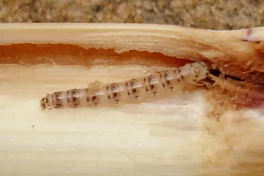close-up detalhado do interior de um colmo de planta, provavelmente cana-de-açúcar ou milho, que foi cortad