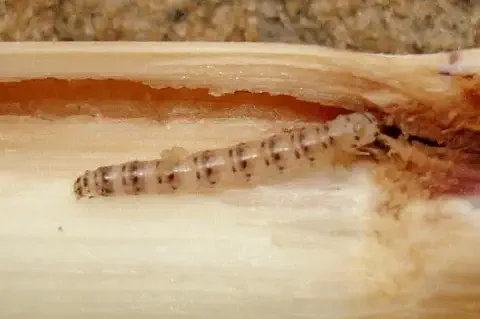 close-up detalhado do interior de um colmo de planta, provavelmente cana-de-açúcar ou milho, que foi cortad