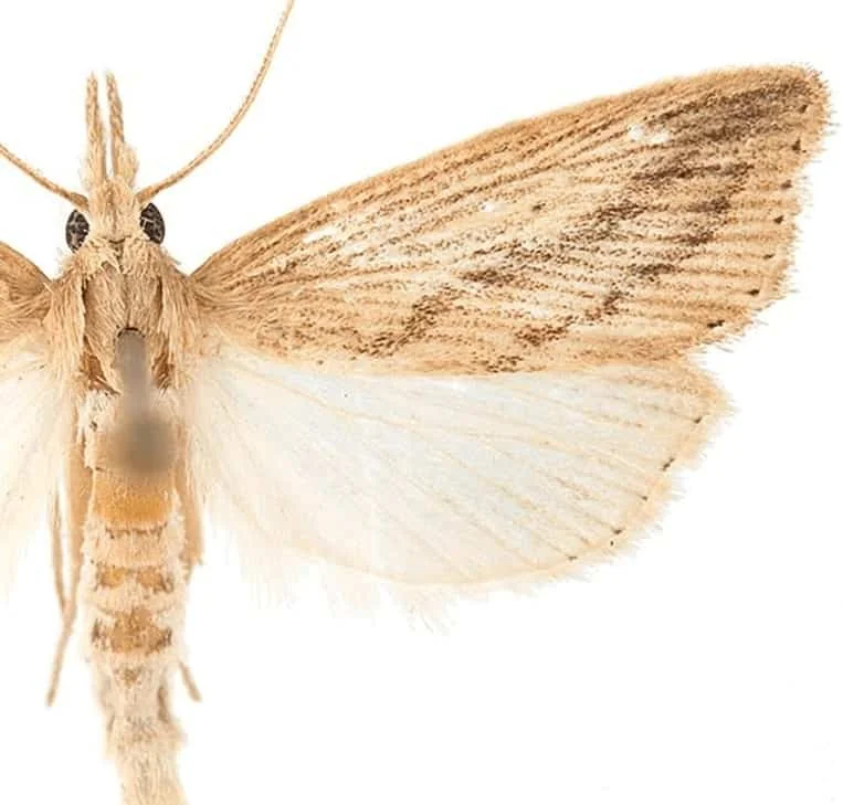 close-up detalhado da mariposa conhecida como broca-da-cana (Diatraea saccharalis), fotografada sobre um fu
