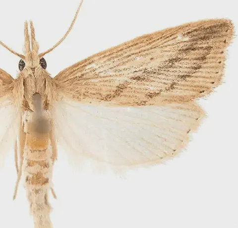 close-up detalhado da mariposa conhecida como broca-da-cana (Diatraea saccharalis), fotografada sobre um fu
