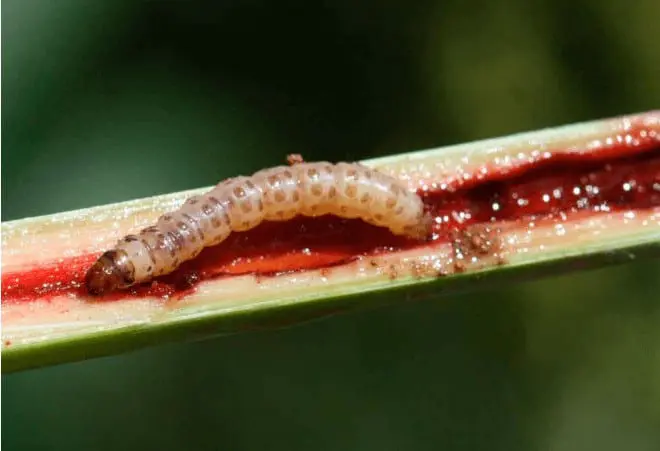 uma visão macrofotográfica detalhada de uma lagarta, provavelmente a broca-da-cana (Diatraea saccharalis), den
