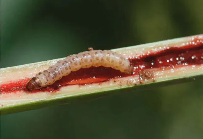 Broca-da-cana: Como Identificar Danos e Controlar a Praga uma visão macrofotográfica detalhada de uma lagarta, provavelmente a broca-da-cana (Diatraea saccharalis), den