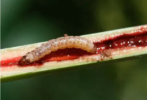 uma visão macrofotográfica detalhada de uma lagarta, provavelmente a broca-da-cana (Diatraea saccharalis), den