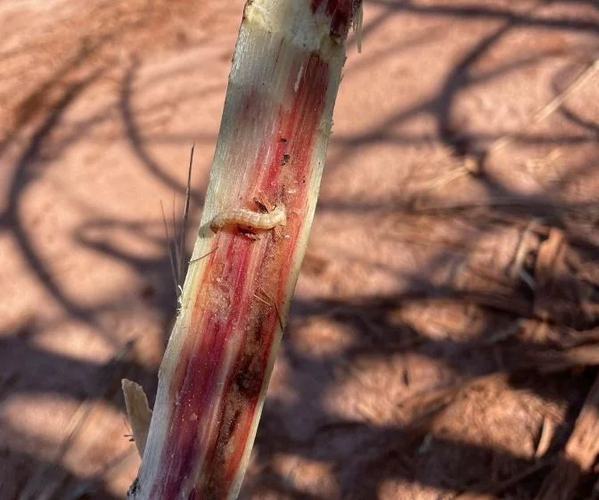 close-up detalhado do interior de um colmo de planta, provavelmente cana-de-açúcar ou sorgo, que foi corta
