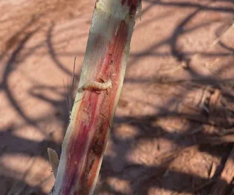 close-up detalhado do interior de um colmo de planta, provavelmente cana-de-açúcar ou sorgo, que foi corta