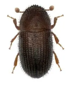 Broca-do-Café: Como Identificar a Praga na Lavoura uma fotografia macro de um besouro, especificamente a broca-do-café (Hypothenemus hampei), visto de cima sobre