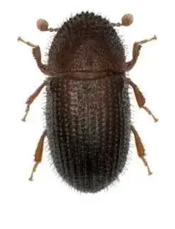 uma fotografia macro de um besouro, especificamente a broca-do-café (Hypothenemus hampei), visto de cima sobre