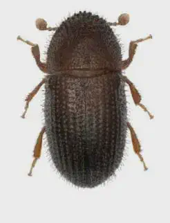 Broca-do-Café: Como Identificar a Praga na Lavoura uma fotografia macro de um besouro, especificamente a broca-do-café (Hypothenemus hampei), visto de cima sobre