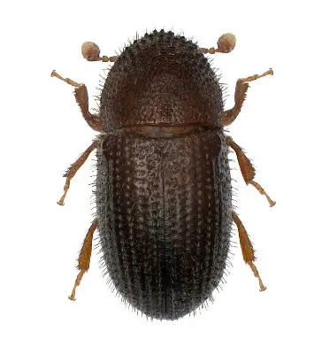 uma fotografia macro, em vista dorsal, de um pequeno besouro de cor marrom-escura a preta, isolado sobre um fu