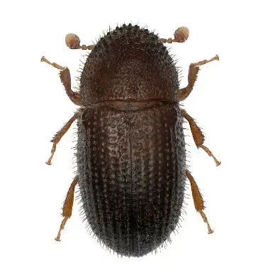 uma fotografia macro, em vista dorsal, de um pequeno besouro de cor marrom-escura a preta, isolado sobre um fu