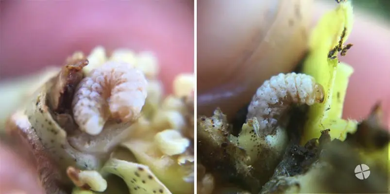 díptico que exibe uma visão macrofotográfica detalhada de uma larva de inseto, provavelmente a broca-do-café (H