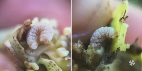 díptico que exibe uma visão macrofotográfica detalhada de uma larva de inseto, provavelmente a broca-do-café (H