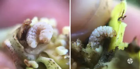díptico que exibe uma visão macrofotográfica detalhada de uma larva de inseto, provavelmente a broca-do-café (H