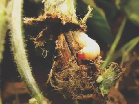 uma fotografia macro de uma larva de inseto, conhecida como broca-do-caule, atacando o talo de uma planta. A l