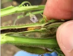 uma visão em close-up de um caule de planta sendo aberto manualmente por dedos humanos, revelando o seu interi