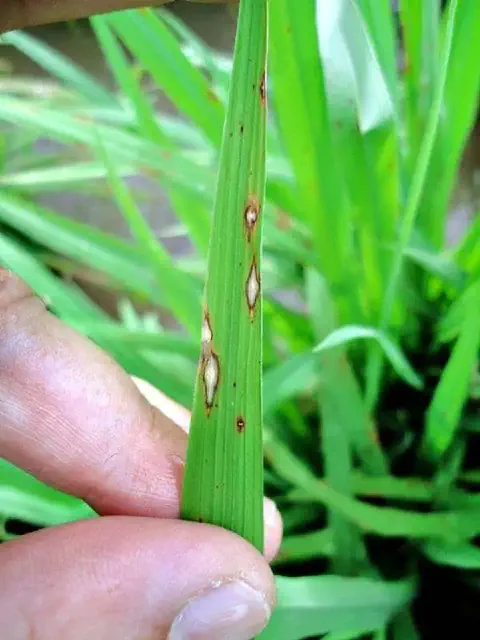 close-up da mão de uma pessoa, provavelmente um agricultor ou agrônomo, segurando uma folha de arroz verde.