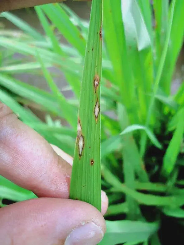 Brusone no Arroz: Como Identificar os Sintomas na Folha close-up da mão de uma pessoa, provavelmente um agricultor ou agrônomo, segurando uma folha de arroz verde.